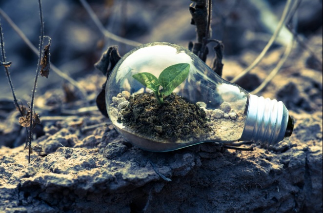 light bulb laying on the soil with a plant inside the bulb.