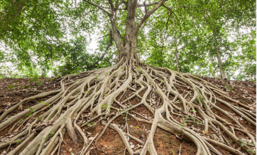 Tree with large, exposed roots spreading across a slope in a forested area.