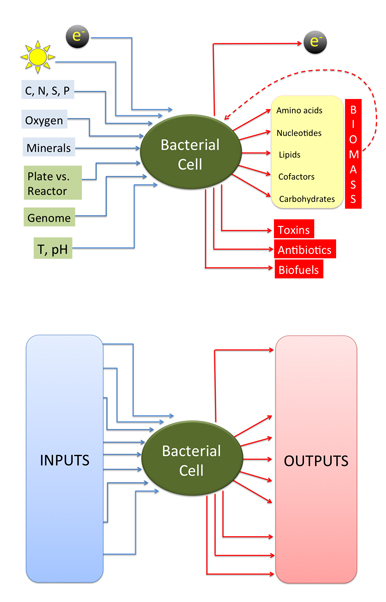 A bacterial cell receives several inputs from its environment, including the availability of different nutrients and the ambient temperature and pH. Based on these inputs, a bacterium controls its growth rate and molecular composition, which can be thought of as the output of the system. By combining experimental measurements and mathematical models, Paschalidis and Segre aim to gradually dcode this input-output relationship and thereby predict the output given the input or vice versa, enabling researchers to track the source of potential pathogens.