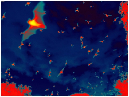 High-resolution thermal image of bats in flight. Such images will be used to develop flight control algorithms approximating bat flight. (Image courtesy of Tom Kunz, BU professor of biology)