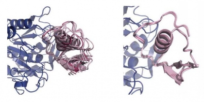 "Transient encounter complexes" of an enzyme produced by a bacterium present in the human gut binding to a fragment of a protein in turkey eggs which inhibits the enzyme. 