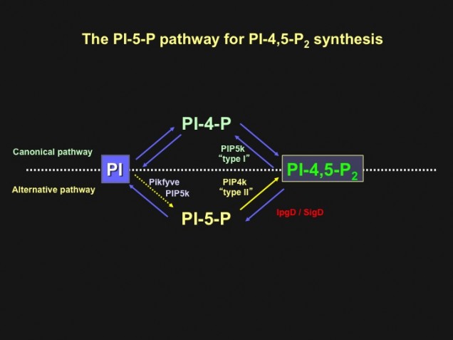 Pathways for PI-4,5-P2 synthesis