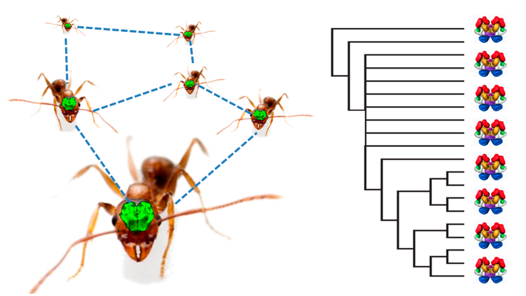 Research | Traniello Lab