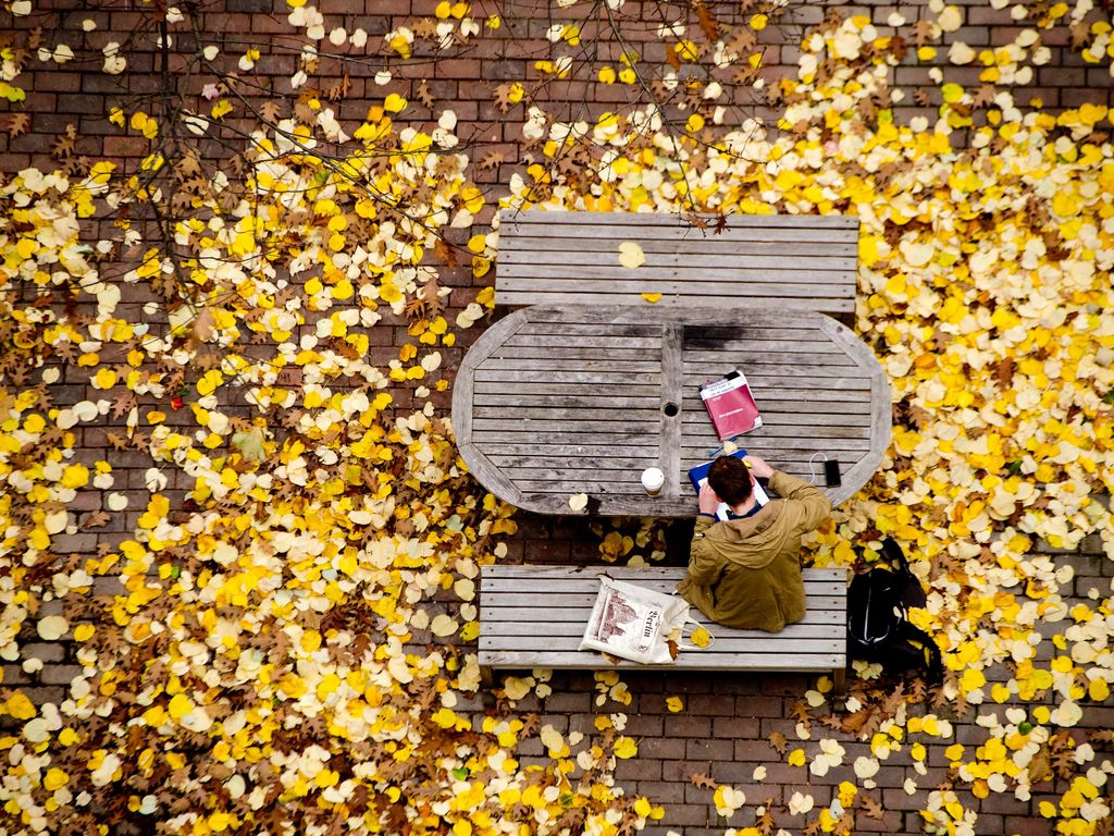 Aerial shot of student at table surrounded by fallen leaves