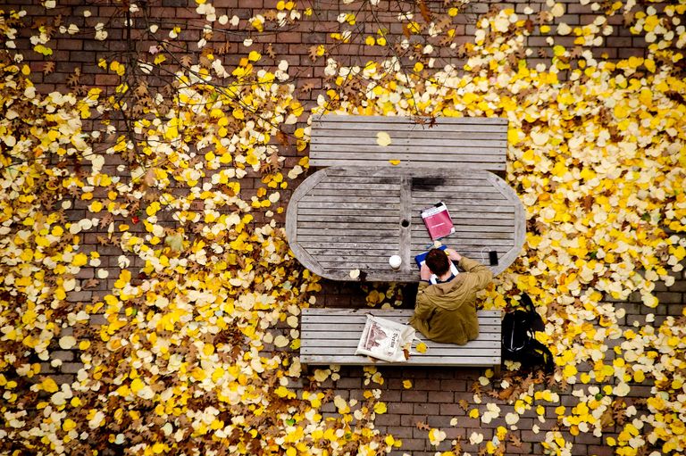 Aerial shot of student at table surrounded by fallen leaves