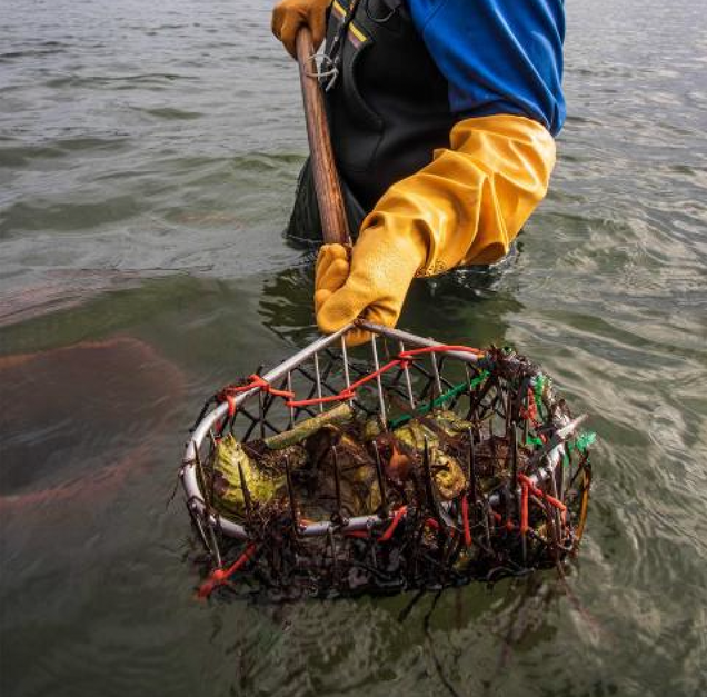 Maria collects oysters