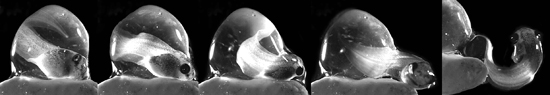 A. callidryas hatching – stills from high speed video