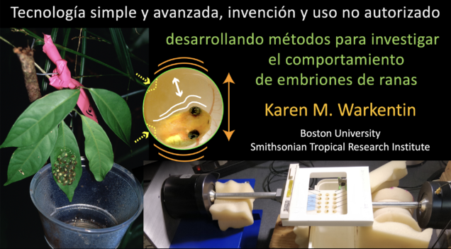 Tecnología simple y avanzada, invención, y uso no autorizado: desarrollando métodos para investigar el comportamiento de embriones de ranas