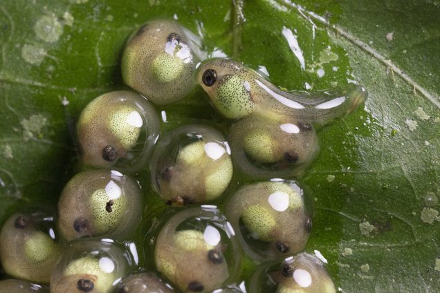 Newly hatched red-eyed treefrog embryo on a clutch of shrunken, dry eggs