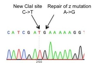 Gene correction sequencing