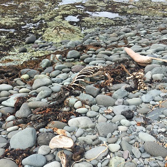 Bones found on the beach 2_2